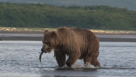 Grizzly Bear ( Ursus Arctos Horribilis) walking with fish in mouth