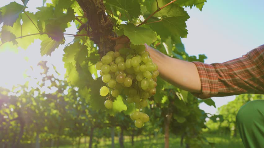 human hand touches vine of white grapes in sunlight. farmer checks ripeness of vineyard. Grapes Wineries. Picking white Wine Grapes During Harvest In Italy.