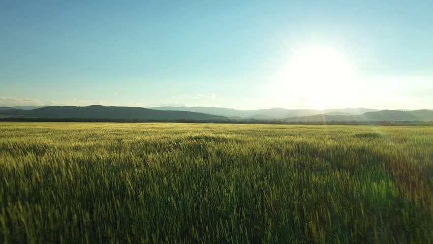 Flying low over grass field. Aerial view of endless green field with crop plant. Agriculture field on sunrise