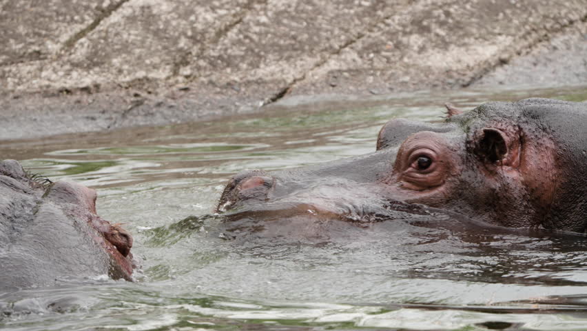 Two Hippo Bulls Fighting In Water Lake At The National Park Of South Africa. Closeup, Slow Motion Shot