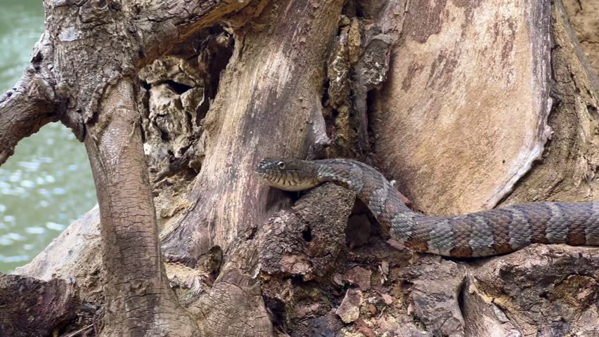 A harmless Nerodia sipedon water snake basks by Wilkey Waterfall, Kansas, USA. Concept of nature