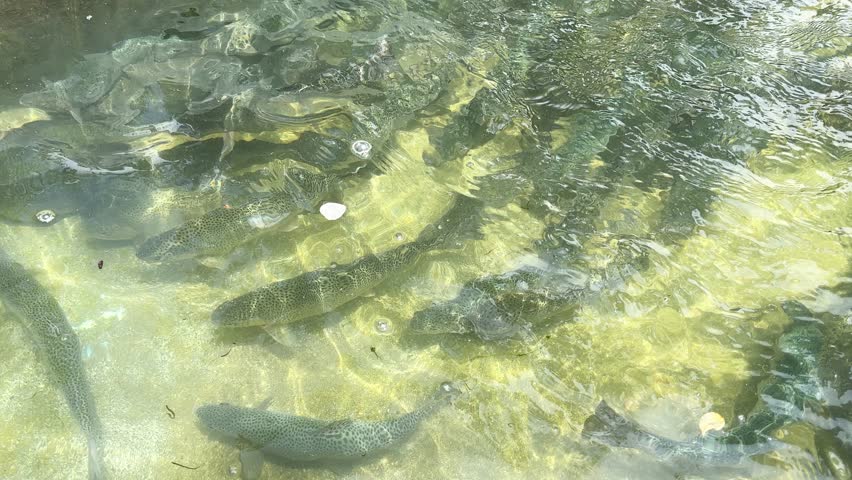 Rainbow trout (Oncorhynchus mykiss) fishes in lake
