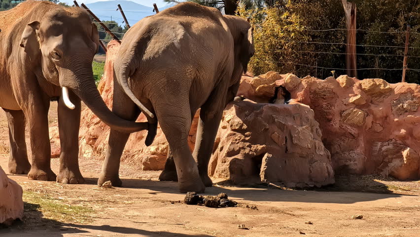 Two Elephants Socially Interacting in a Zoo Enclosure