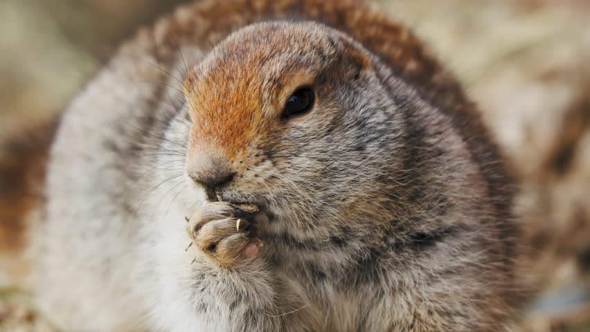 Close Up Of An Eating Arctic Ground Squirrel In Yukon, Canada