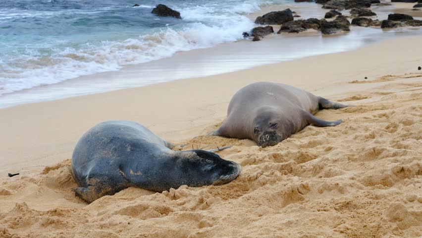 Sleeping Hawaiian Monk Seal on beach in Niihau Hawaii