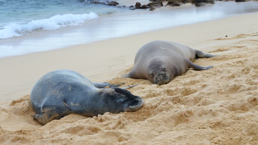 Hawaiian Monk Seals an endangered species come out of the Pacific Ocean to rest on the sandy beaches of Kauai Hawaii
