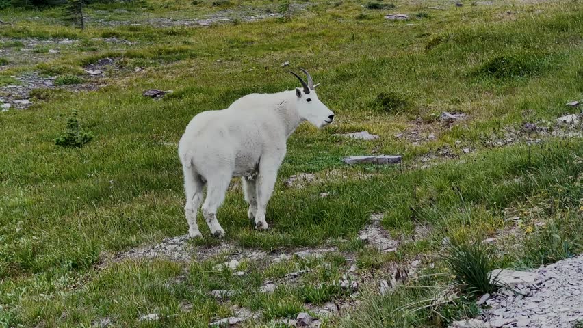 Glacier National Park in Montana on the border with Canada. Crossing Going to the Sun Road. Green valleys, spectacular mountain peaks, mountain goats. Glacial lakes.