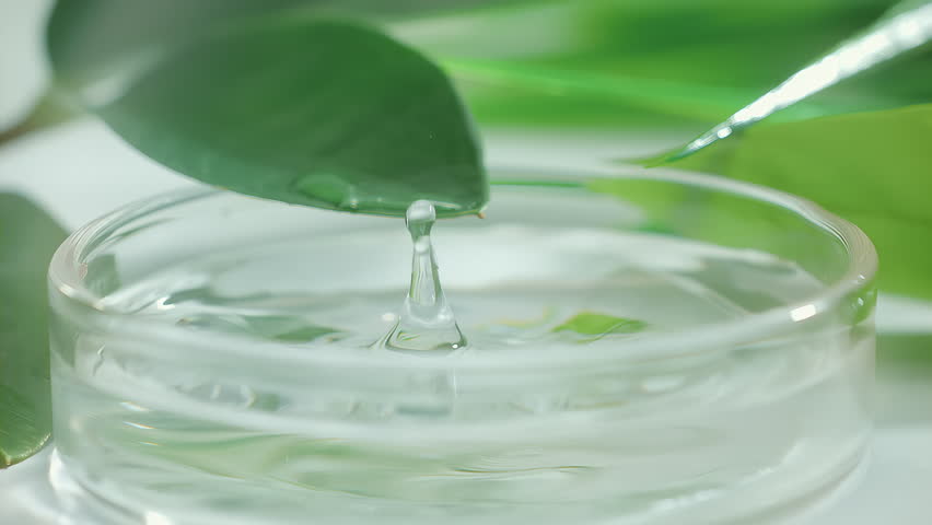 Drop is falling into petri dish with cosmetic or medical liquid in slow motion. Dermatology science laboratory. Concept of natural medicine or cosmetic research and organic skin or body care products