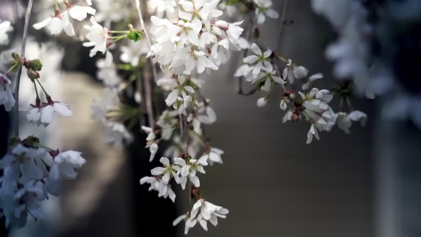Blossoming flowers on tree close up Shamong New Jersey 4k. Spring has sprung in South New Jersey!