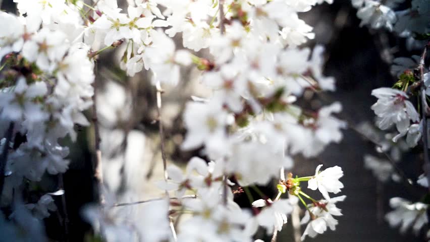 Spring White Flowers on tree Focus pull Close up Shamong NJ 4K. Spring has sprung in South New Jersey!