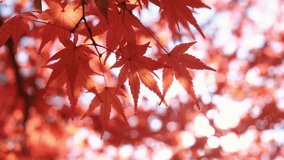 Close-up of autumn colorful leaves blowing by the wind. - Powered by Shutterstock - Get 15% off with code: PIKWIZARD15