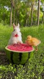 A cute white bunny sits on a watermelon, happily eating it amidst green grass and trees. The bunny looks content. This video is perfect for fans of bunnies and watermelons.