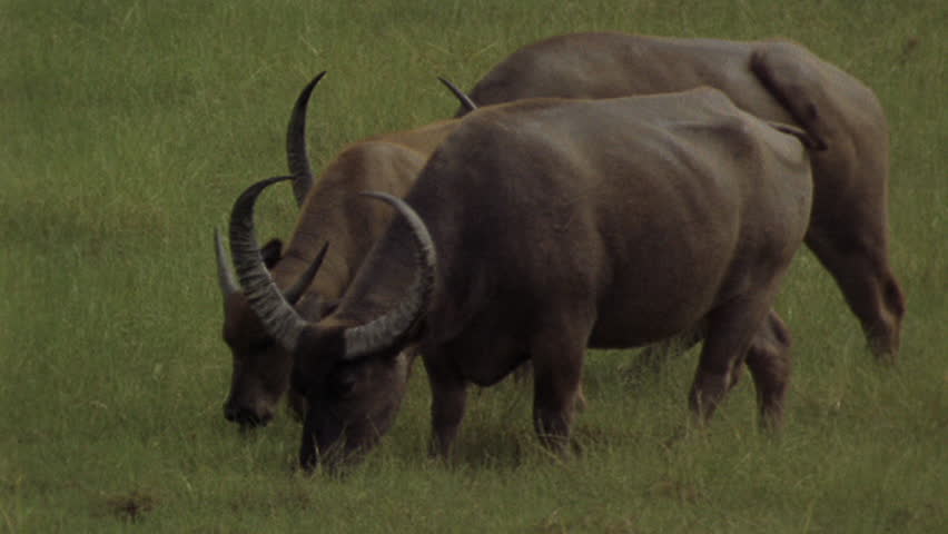 Water buffalo