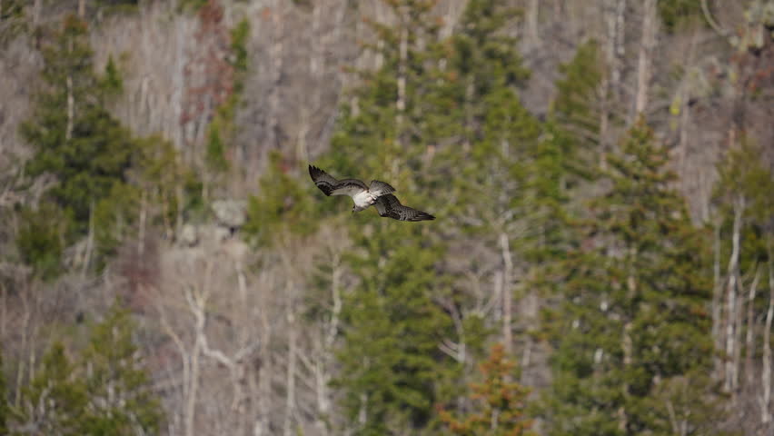 Osprey flying over forest in Utah in slow motion.