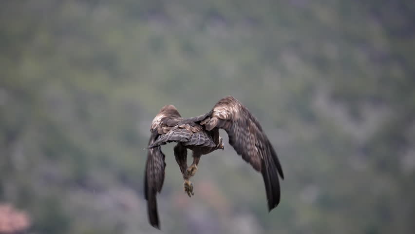 Golden Eagle flying in slow motion over green landscape rising into the sky over Utah.