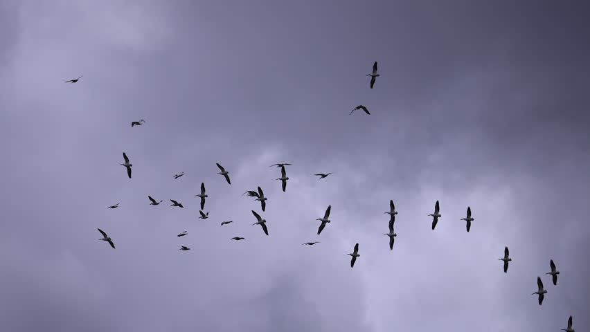 Flock of Pelicans circling in the sky against the clouds in Utah.