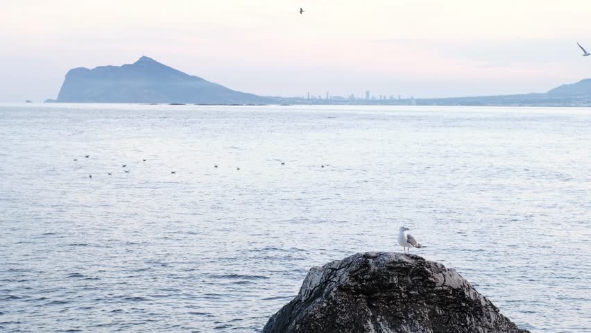 Seagull standing on top of a stone, attentively looking around. Seagulls standing on a rock at sunset. Animal wildlife. Penyal d