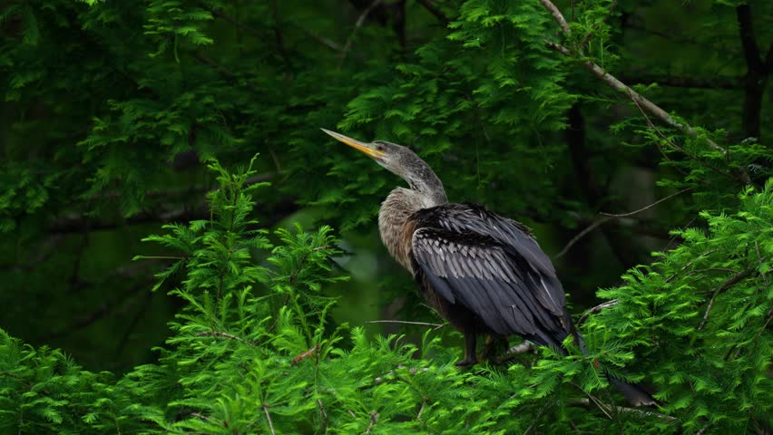 Anhinga sitting on tree branch on windy day in wetlands marsh, defecating, pooping peeing Florida 4k