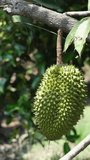 Durian tropical fruit on durian tree plant in garden, Vertical video