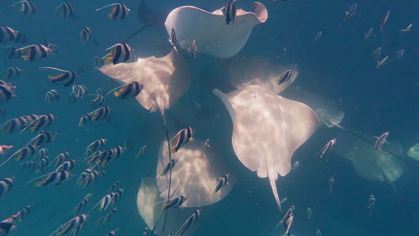 Coralfish school and stingrays fever swimming together underwater. Small exotic fish and common ray in blue water back view. Marine life exploration