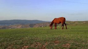 4K horizontal video. Full body brown horse grazes and eats green grass on hill field. Mountain on background. Blue sky and sunny day. Tbilisi. Concept of pet care, lunch, breakfast, nutrition, dinner