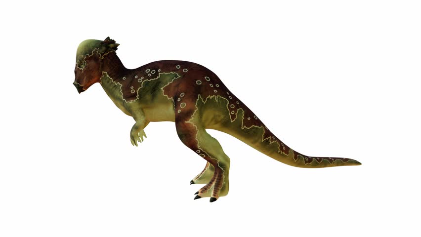 Detailed 3D rendering of a Pachycephalosaurus on White Isolated Background. Alpha channel.