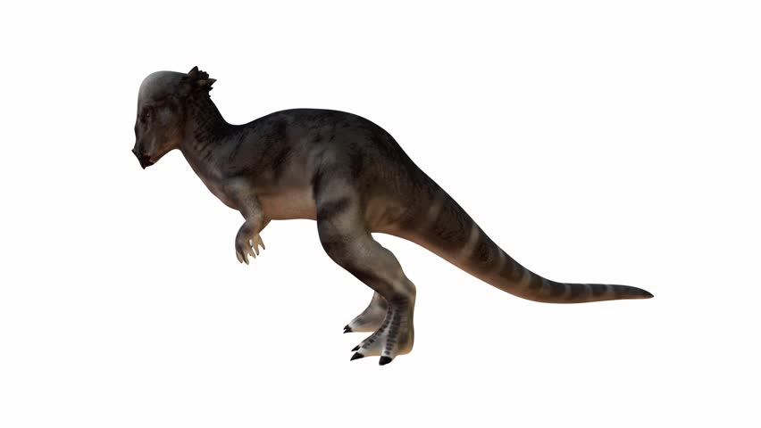 Detailed 3D rendering of a Pachycephalosaurus on White Isolated Background. Alpha channel.