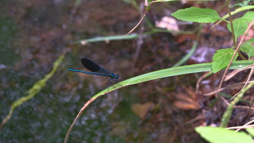 blue dragonfly on a branch in the river