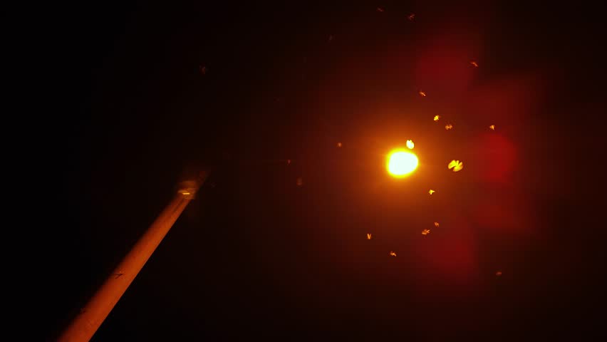 wild insects swarming around the night bright streetlight lamp post.