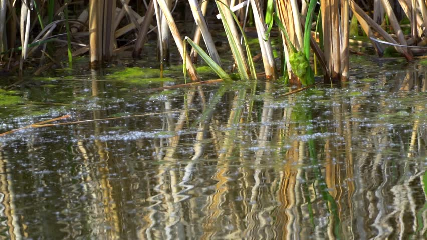 Insights into the American Coot: A Cinematic Journey at a Canadian Lake