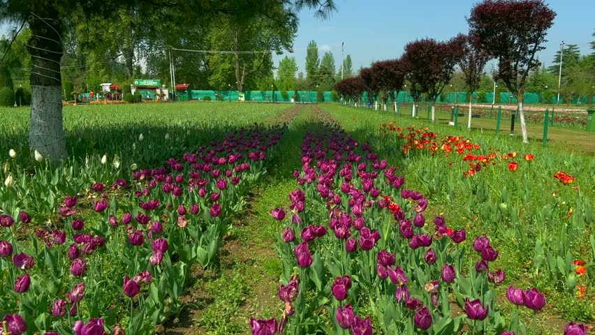 Tulip garden Collection clips nishat srinagar kashmir india, beautiful colorful flowers, tuliping in april month