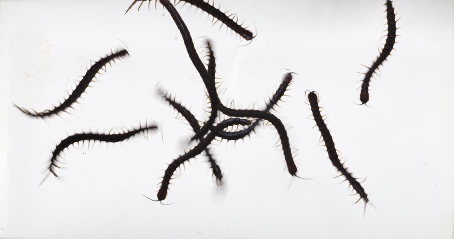  Close up of centipede isolated on a white background.
