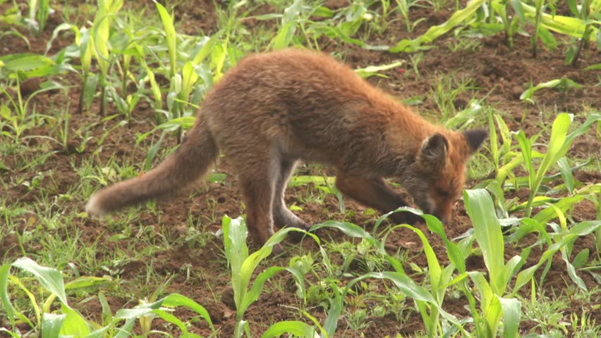 two jung foxes playing on a field in summer
