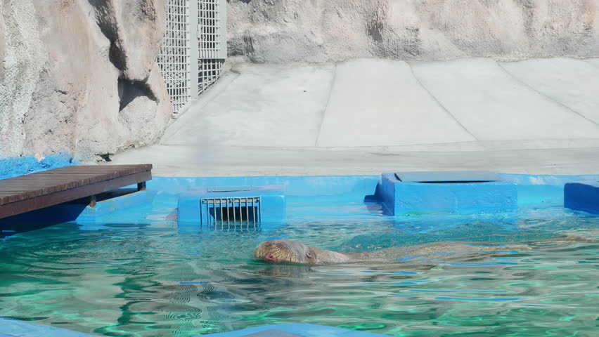 Giant walrus shows off his good cheer at wildlife rescue center for stranded animals. Walrus comes out of water and blows jet of water at male animal shelter worker. Wildlife Rescue Center