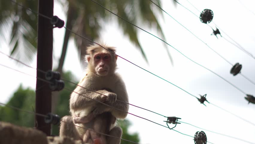 monkey waiting on the wall with child