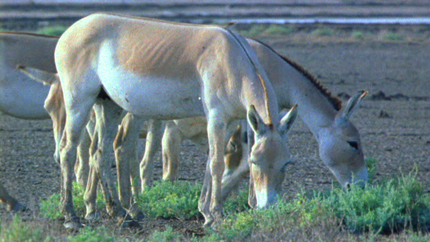 Wild asses pushed toward extinction