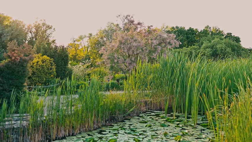 Scenic wetland featuring lush greenery, lilies, and a tranquil atmosphere in a natural landscape