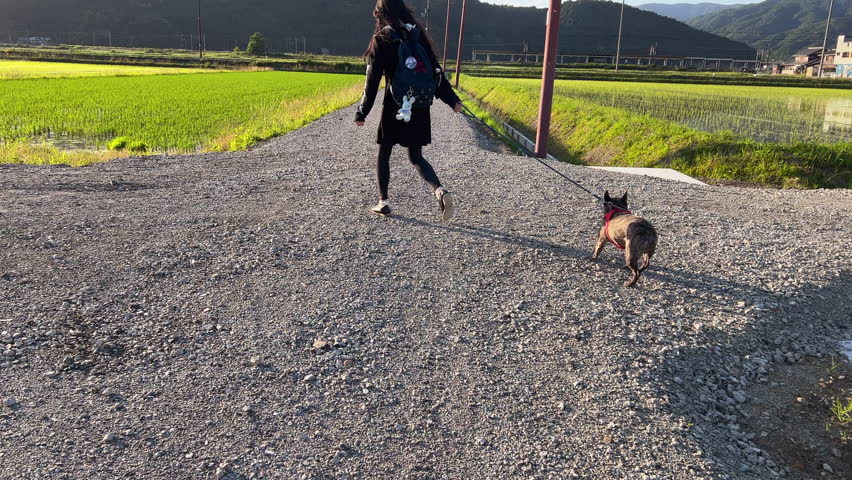 Dog refuses to walk, young woman pulling french bulldog on  agricultural road in Japanese countryside.