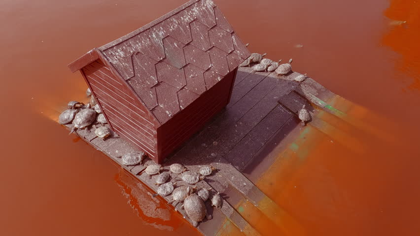 Aerial view, Group of Pond Slider turtles resting on water platform in red water at very large algae bloom, Slow motion. Pond Slider or Red-eared Slider Turtle (Trachemys scripta)