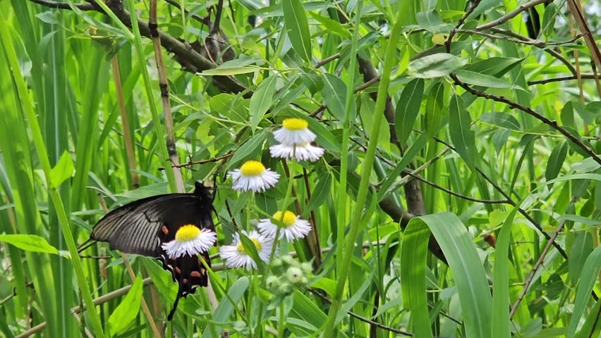 Spring Outdoor Park A black butterfly on a green flower