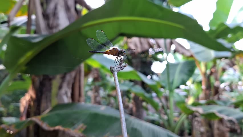 dragonfly animal, which is on dry bamboo twigs