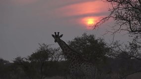 Giraffe silhouette at sunset, Africa,2022
Kruger National Park, South Africa, 2022
 - Powered by Shutterstock - Get 15% off with code: PIKWIZARD15
