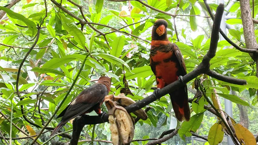 dusky parrot perches and eats fruit