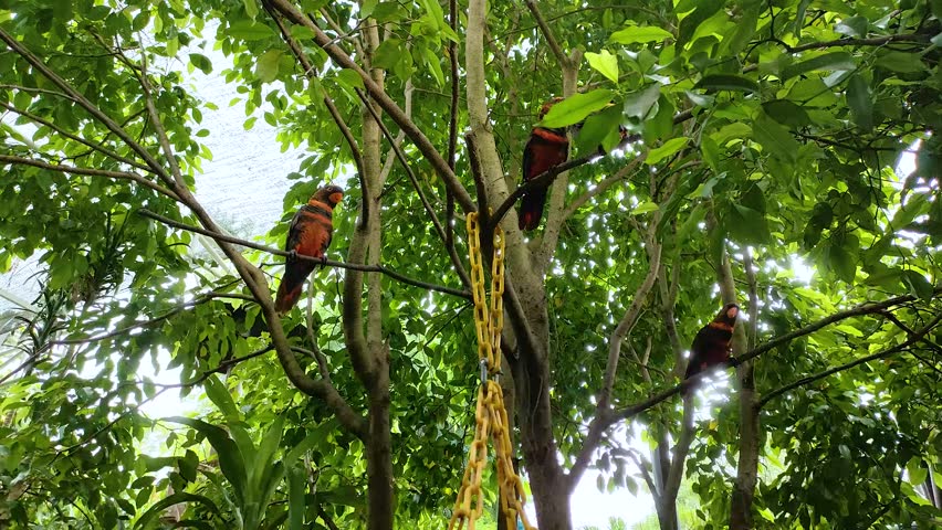 dusky parrot perches and eats fruit