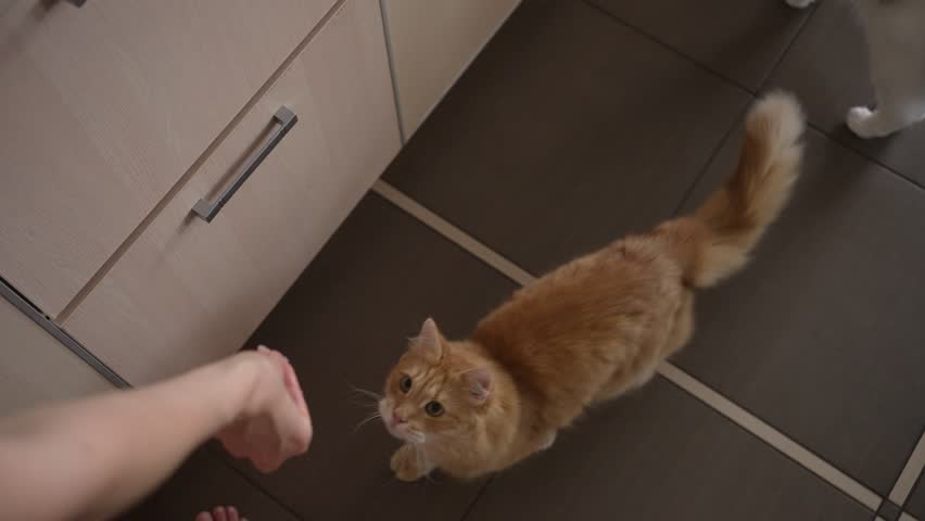 Two Cats Being Fed in Kitchen, Playful Pets Interacting with Owner, Feline Companions in Domestic Setting. Female hands feed the seals with fresh meat in the kitchen, top view.
