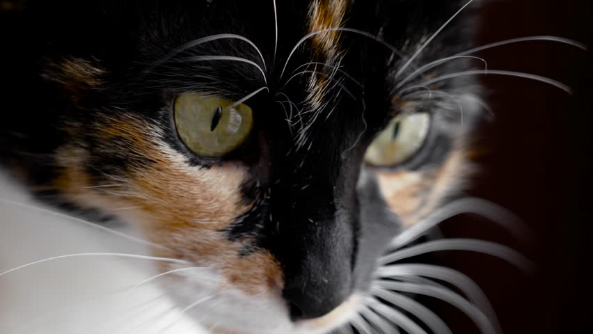 Expressive menacing look of the green eyes of a calico kitten with bright fur colors on a black background. Cute playful animal face with white whiskers