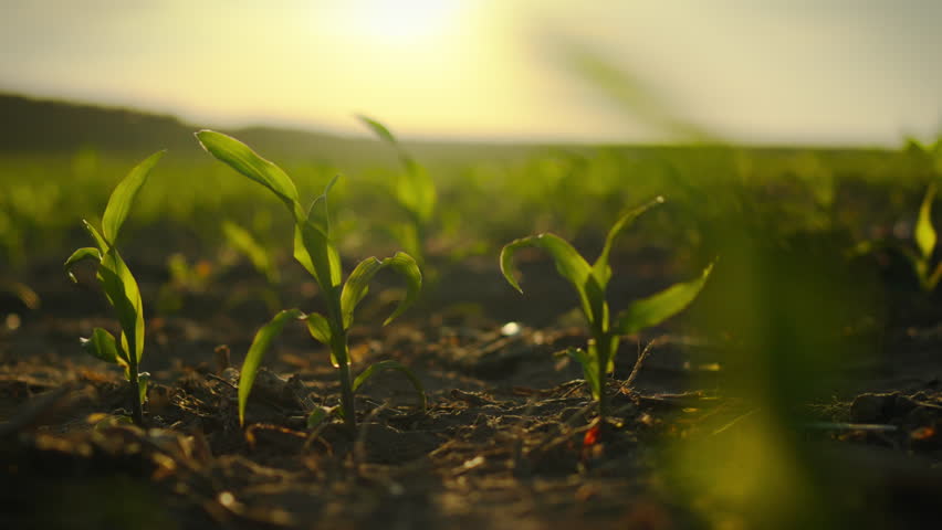The camera moves smoothly, looking at the plantation of corn fields with young ears. In the background is a corn field illuminated by the setting sun. Modern agribusiness, sustainable food production