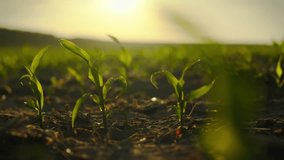 The camera moves smoothly, looking at the plantation of corn fields with young ears. In the background is a corn field illuminated by the setting sun. Modern agribusiness, sustainable food production - Powered by Shutterstock - Get 15% off with code: PIKWIZARD15