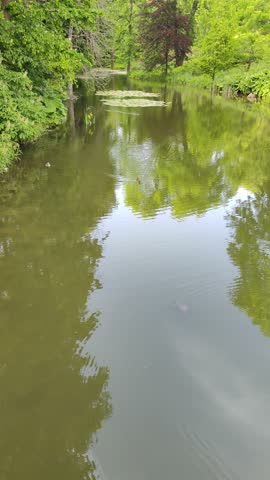 duck and turtle in the same pond, in the park