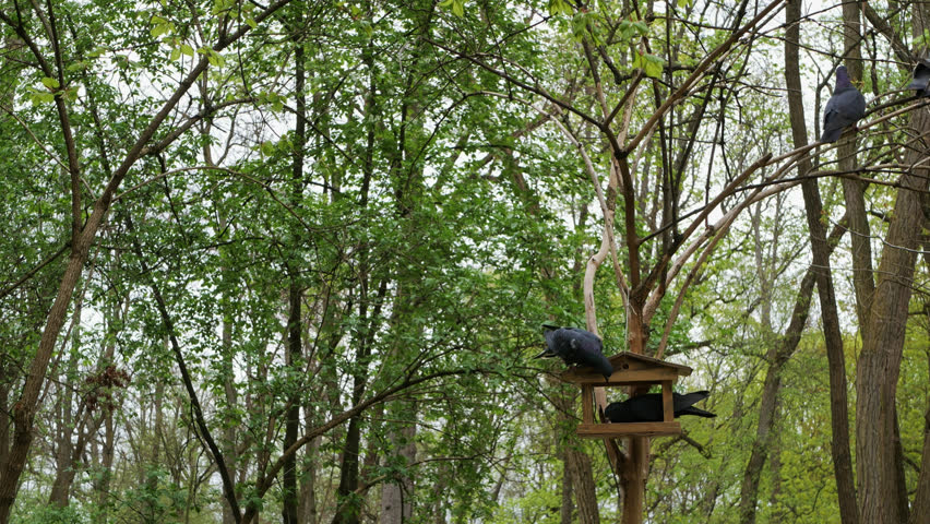 Two pigeons on a bird feeder with green trees in the background. One is inside eating and the other one watches around.